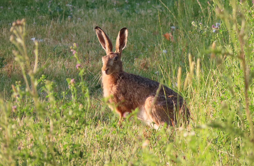 Lepus europaeus (Feldhase)