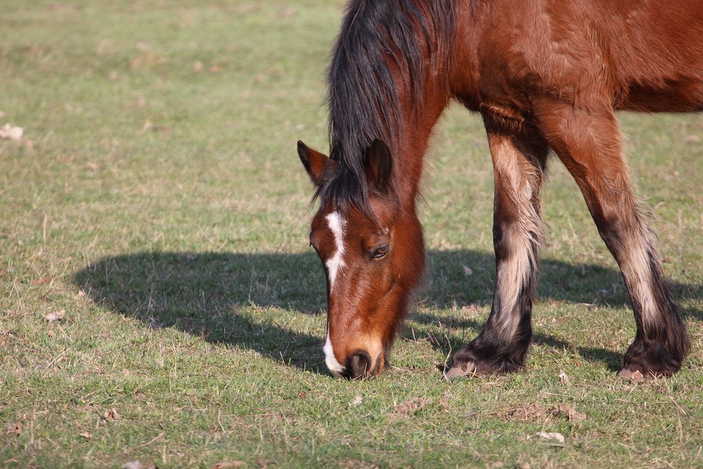 Equus