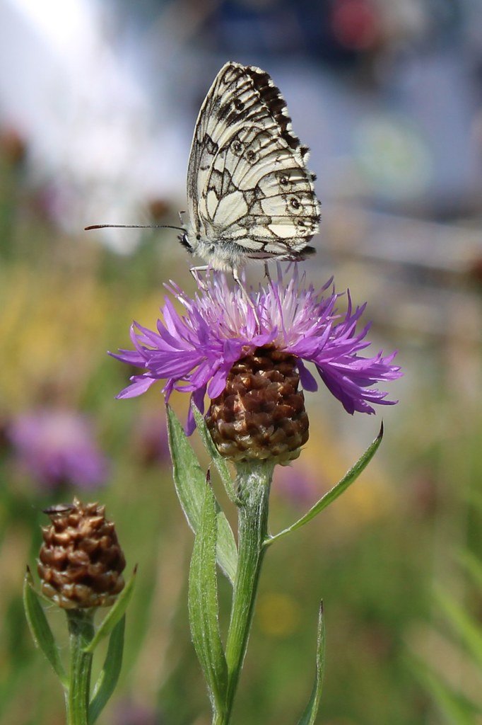 Melanargia galathea (Schachbrettfalter)