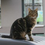 cat on the car roof