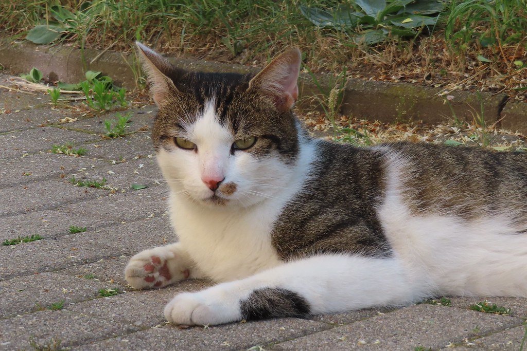 a cat from the neighborhood