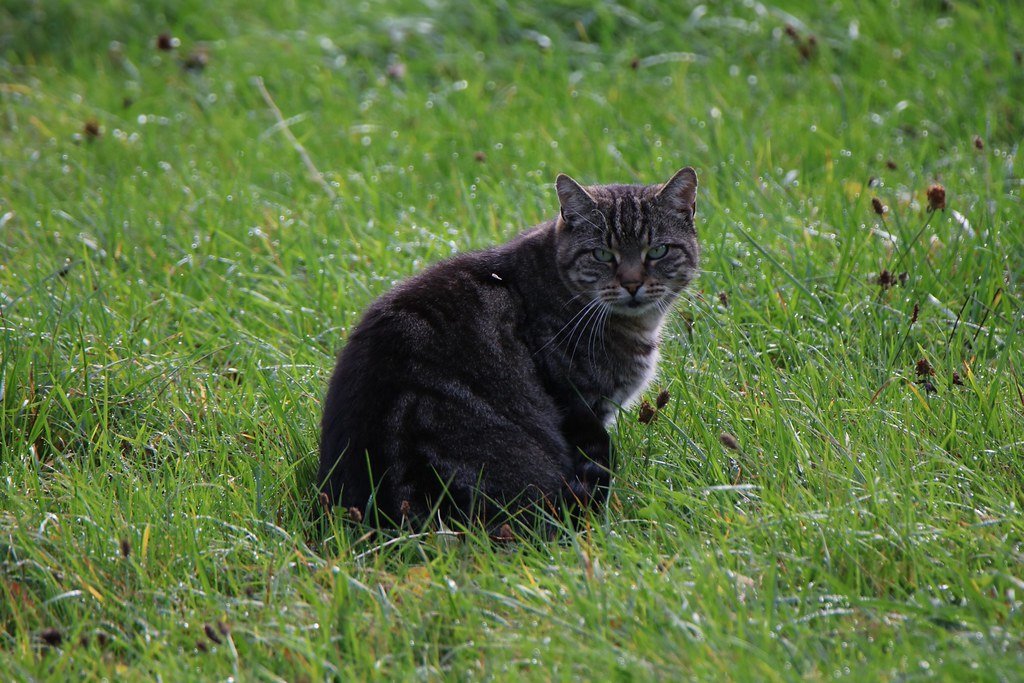 A Cat in the Green