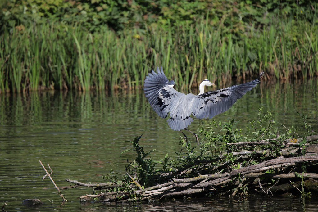 Ardea cinerea (Graureiher/Grey Heron) landing