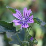 Malva sylvestris (Wilde Malve)