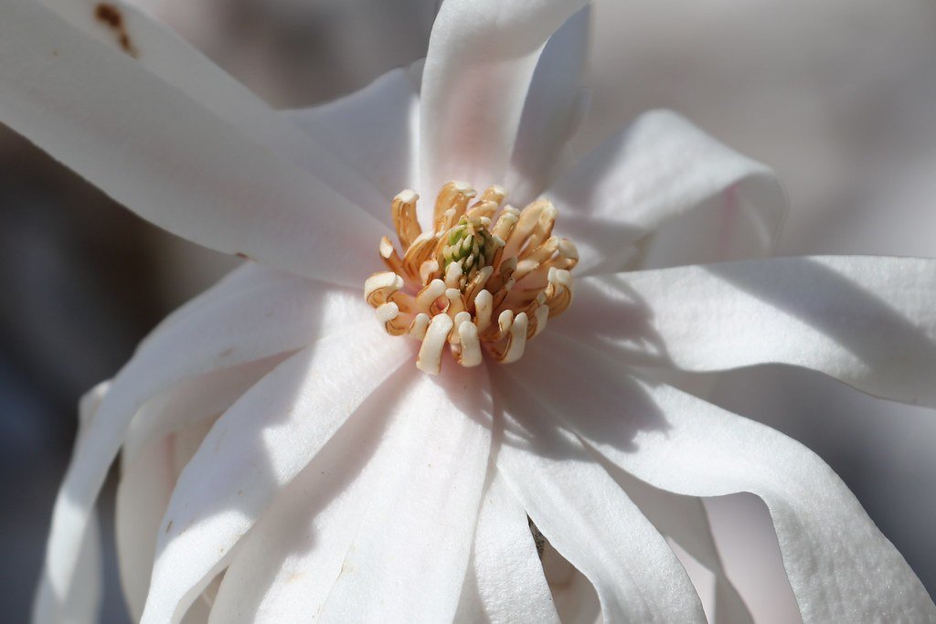 Magnolia stellata (Stern-Magnolie)