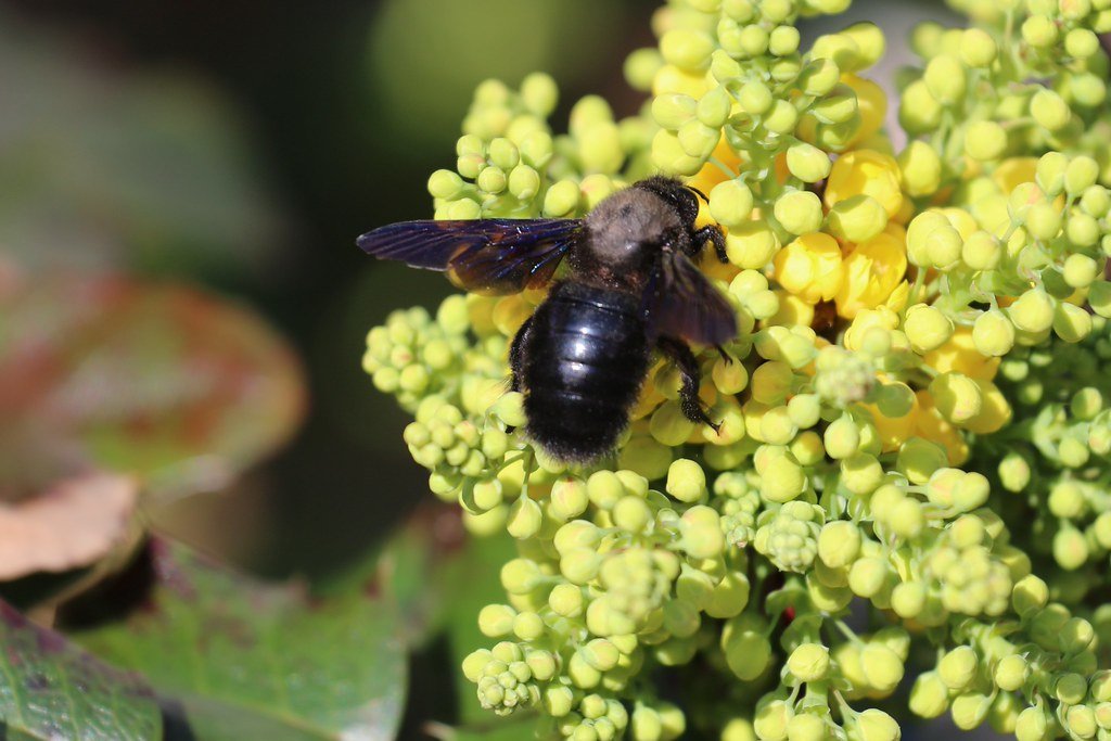 Xylocopa violacea (Blauschwarze Holzbiene)