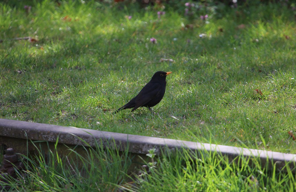 Turdus merula (Amsel)