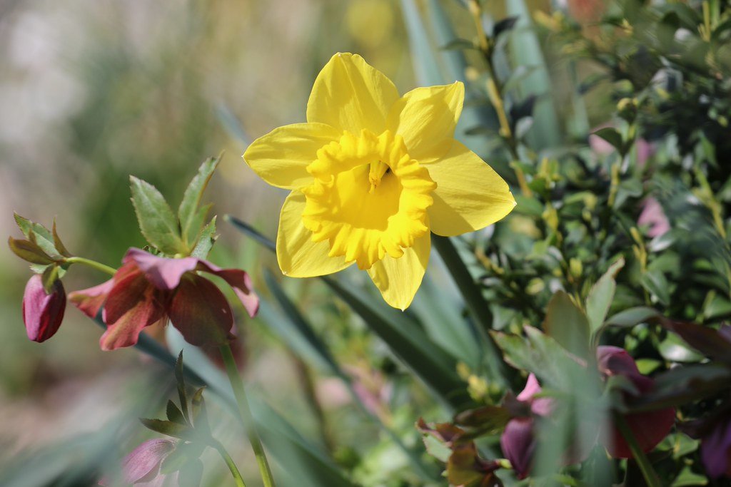 Narcissus (Narzisse)