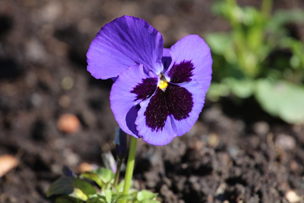 Viola × wittrockiana (Garten-Stiefmütterchen/garden pansy)