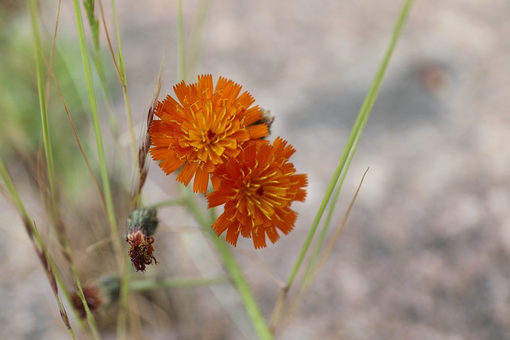 Pilosella aurantiaca Orangerotes Habichtskraut/Orange hawkweed)