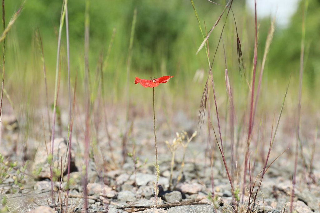 Solitary Red