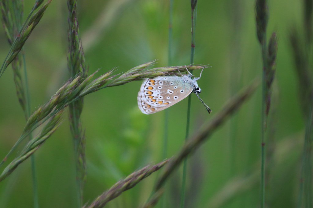 Lycaenidae (Bläuling)