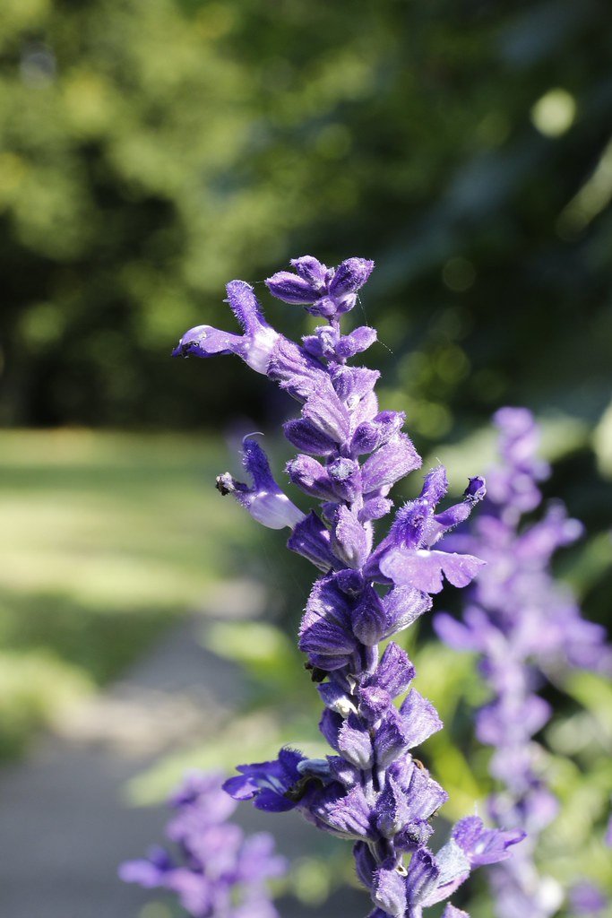 see the S...Sage/Salvia (Salbei)