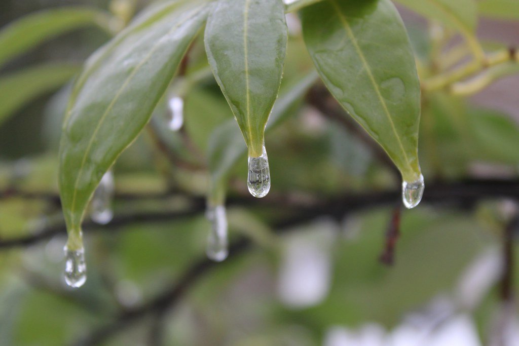 Water droplets frozen just before they would fall from a leaf