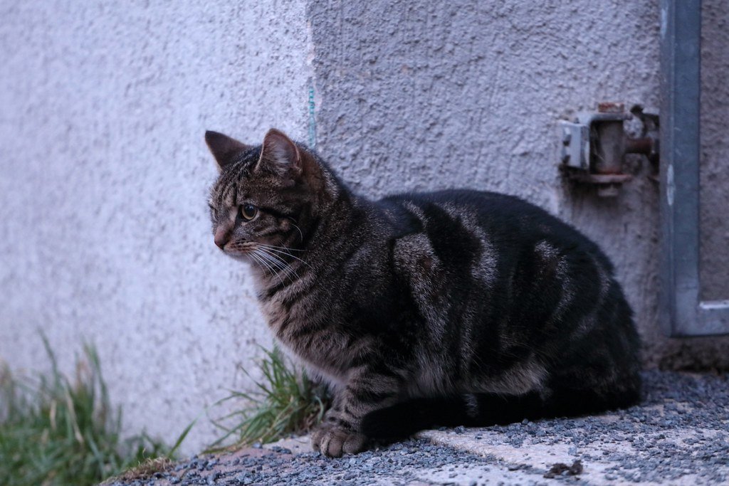 A cat sitting in the doorway
