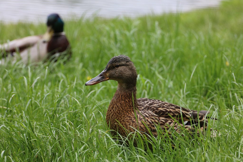 Anas platyrhynchos (Stockente)
