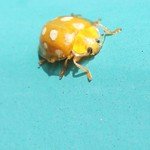 Halyzia sedecimguttata (Sechzehnfleckiger Pilz-Marienkäfer)