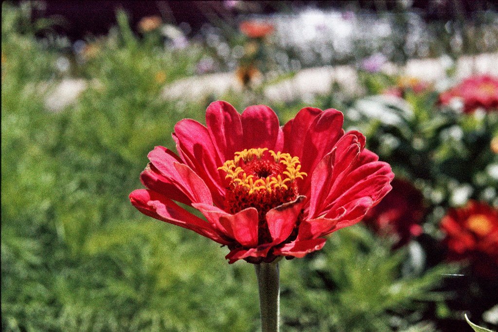 analog photography:  Zinnia elegans (Zinnie)