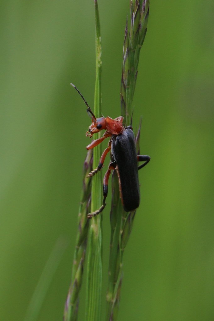 Cantharis (Soldatenkäfer)
