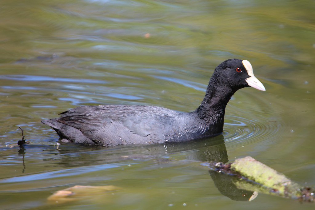 Fulica atra (Blässhuhn)