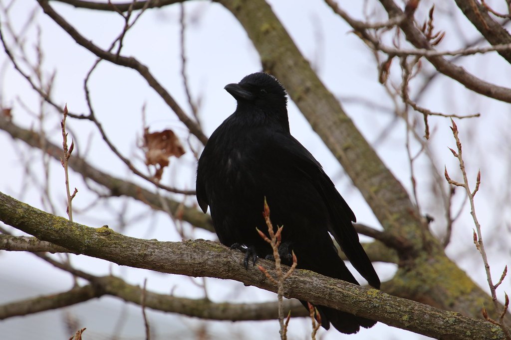 Corvus corone (Rabenkrähe)