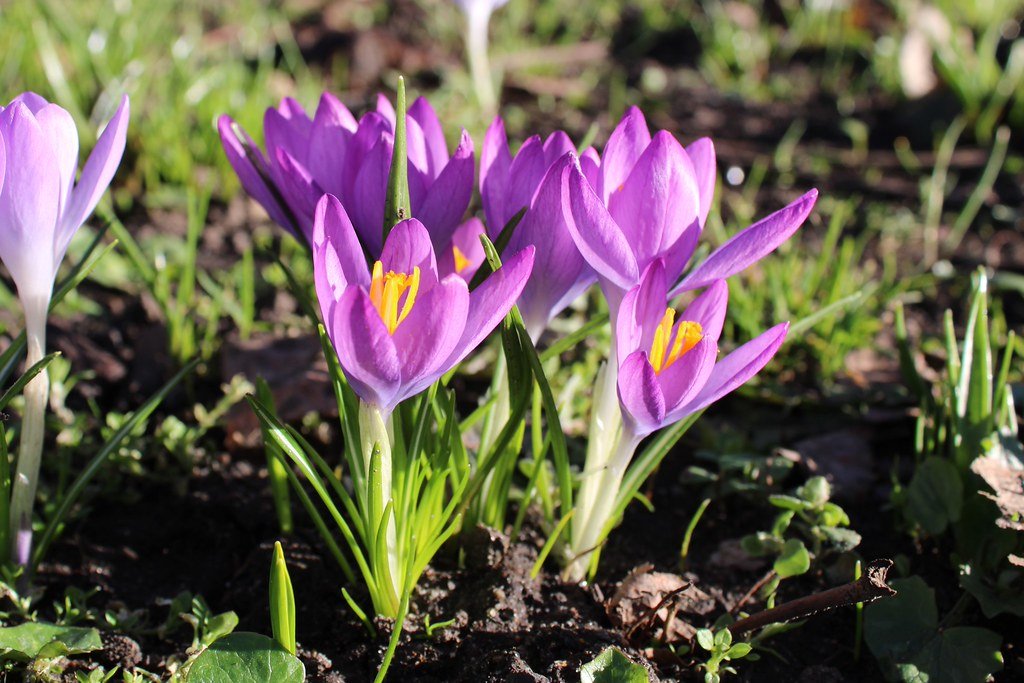 Crocus (Krokus)