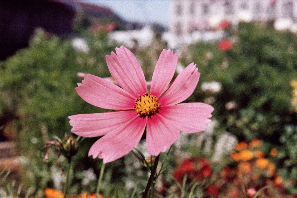 analog photography:  Cosmos bipinnatus (Schmuckkörbchen)