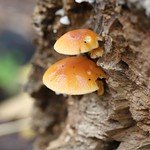 Flammulina velutipes (Samtfußrübling)