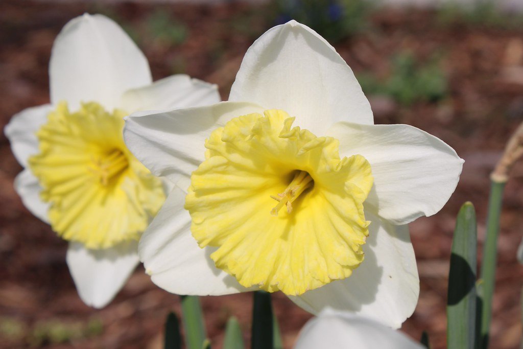 Narcissus (Narzisse)