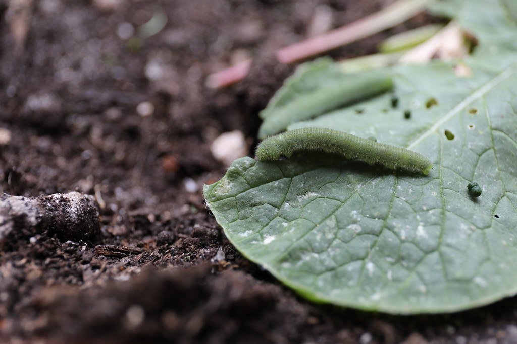 Pieris rapae caterpillar