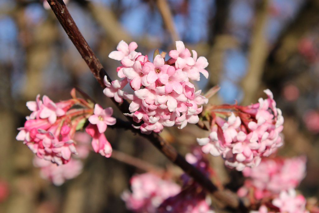Viburnum x bodnantense (Winterschneeball)