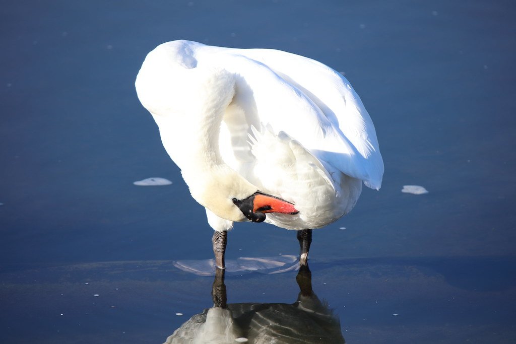 a swan preening itself