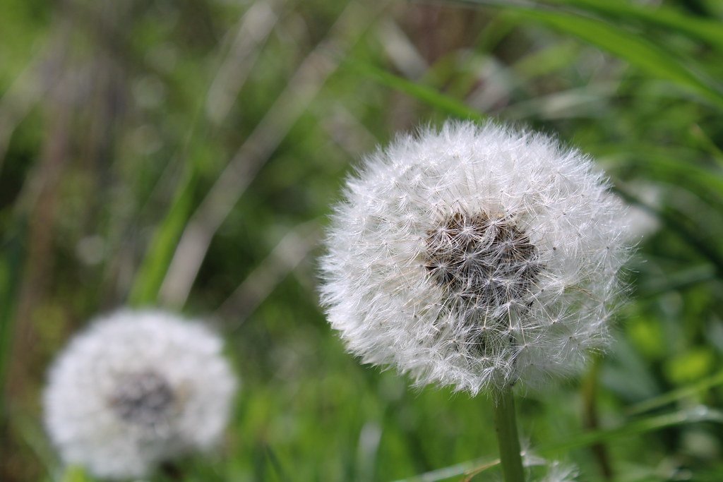 Taraxacum (Löwenzahn)