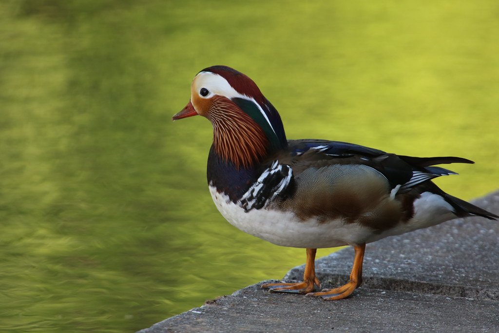 Aix galericulata (Mandarinente)