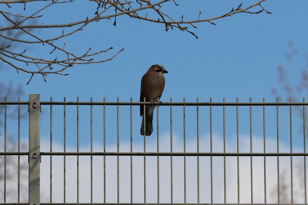 Garrulus glandarius (Eichelhäher)