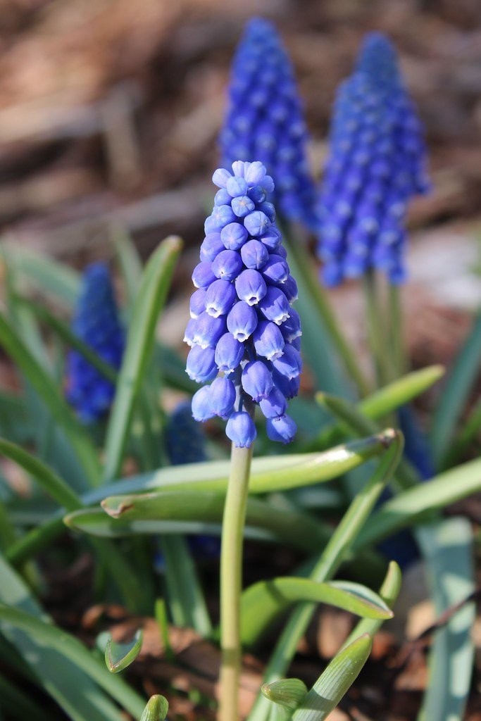 Muscari armeniacum (Armenische Traubenhyazinthe)