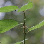 Pisaura mirabilis (Listspinne)