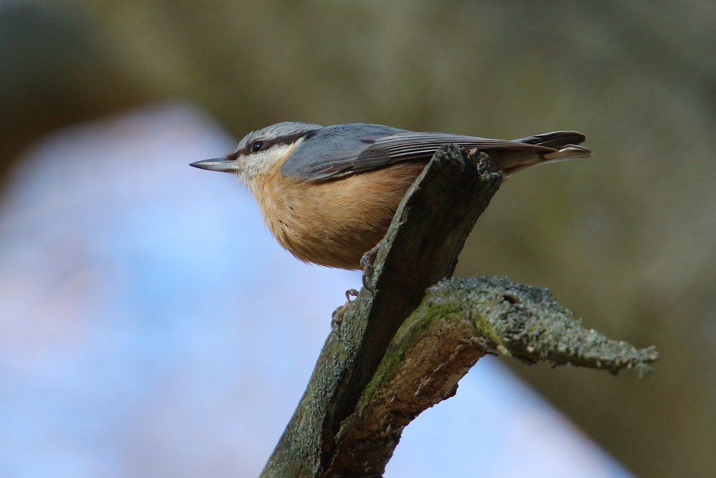 Sitta europaea (Kleiber)