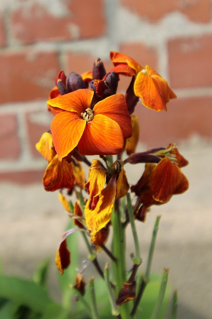 Erysimum cheiri (Goldlack)