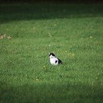 Cat in a meadow