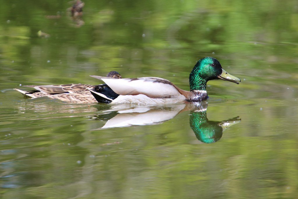 Anas platyrhynchos (Stockente)