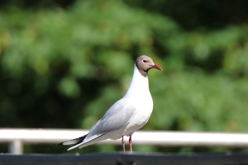 Chroicocephalus ridibundus (Lachmöwe)