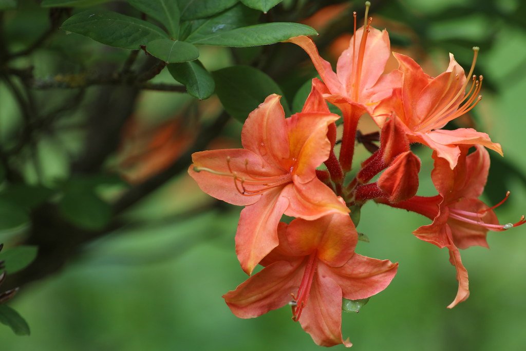 Azaleas (Azalee)