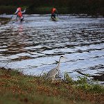 A gray heron with Canadian canoes in the background