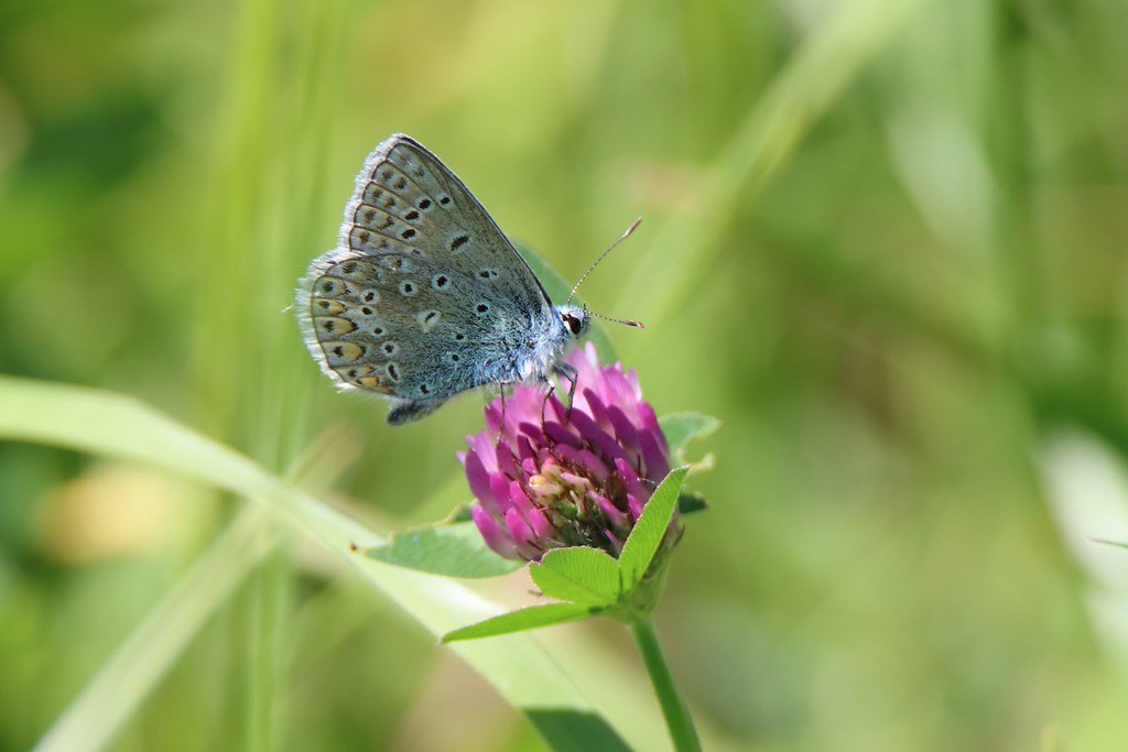 behold the B...Butterfly / Bläuling