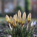 Crocus (Krokus)