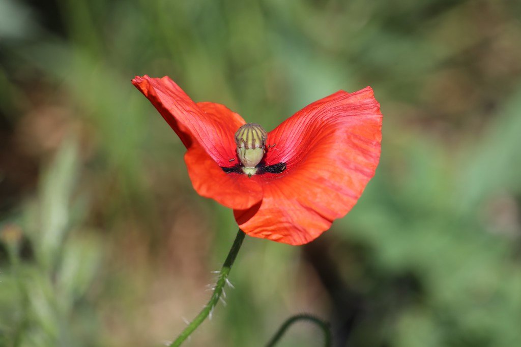 Papaver rhoeas (Klatschmohn)