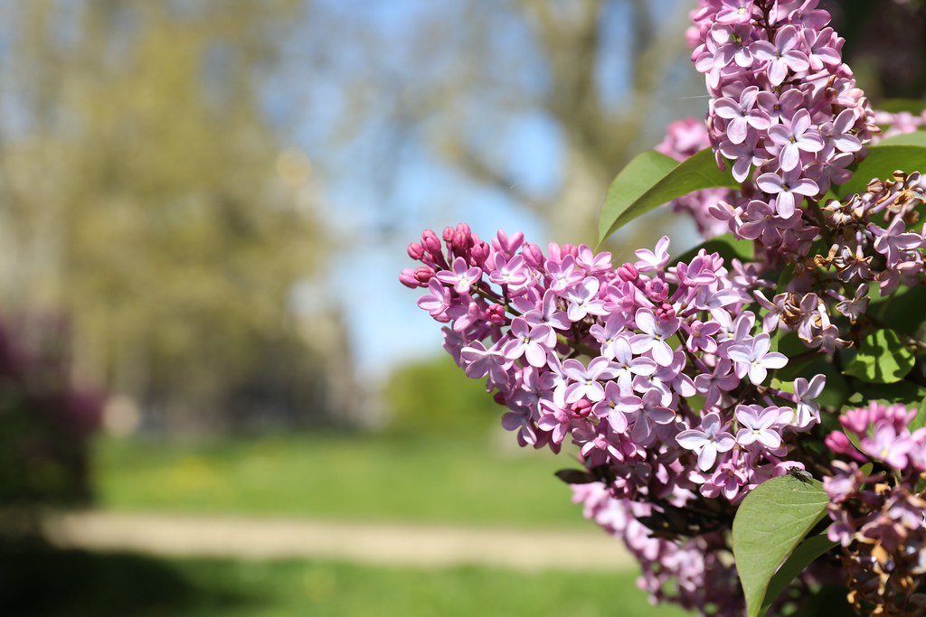 Syringa vulgaris (Edelflieder)